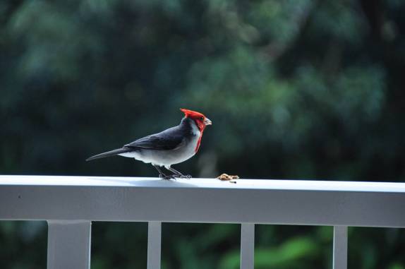 Companhia de passarinhos no nosso café da manhã, no apartamento em Princeville, ao lado de Hanaley Bay, na costa norte de Kauai, no Havaí